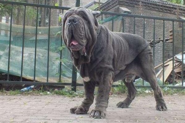世界十大最危險猛犬，世界猛犬有哪些？